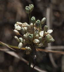 Allium pallens