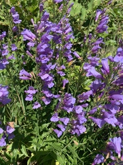 Penstemon venustus
