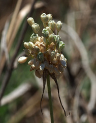 Allium pallens
