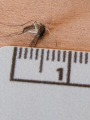 Coquillettidia perturbans