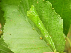 Apoderus coryli