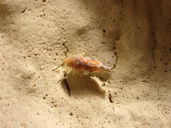 Erythroneura rubra
