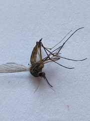 Coquillettidia perturbans