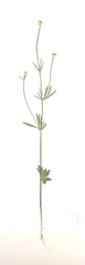 Ranunculus pedatifidus affinis