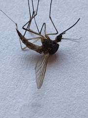 Coquillettidia perturbans