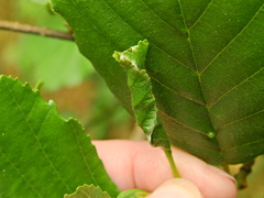 Apoderus coryli