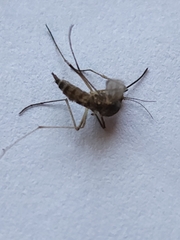 Coquillettidia perturbans