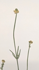 Ranunculus pedatifidus affinis
