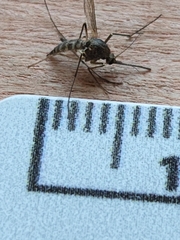 Coquillettidia perturbans