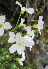 Cardamine polemonioides