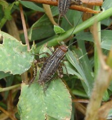 Allonemobius tinnulus