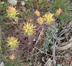 Castilleja flava