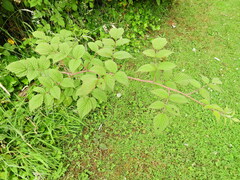 Rubus cockburnianus