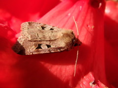 Diarsia esurialis