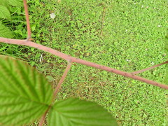Rubus cockburnianus