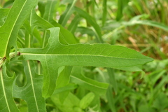 Sonchus palustris