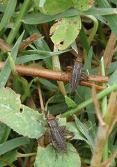 Allonemobius tinnulus