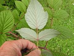 Rubus cockburnianus
