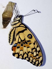 Papilio demoleus malayanus