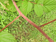 Rubus cockburnianus