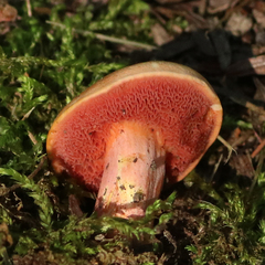Chalciporus pseudorubinellus