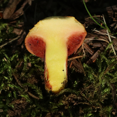 Chalciporus pseudorubinellus