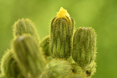 Sonchus palustris
