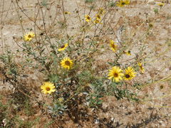 Helianthus gracilentus