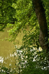 Sonchus palustris