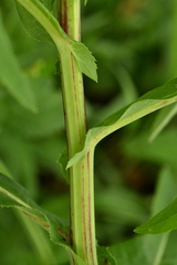 Sonchus palustris