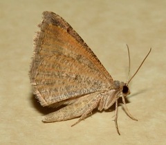 Digrammia subminiata