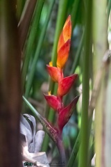 Heliconia uxpanapensis