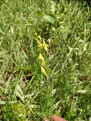 Linaria vulgaris