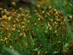 Polytrichum formosum