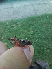 Calliptamus italicus