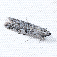 Phycitodes mucidella