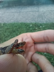 Calliptamus italicus