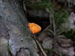 Trametes cinnabarina