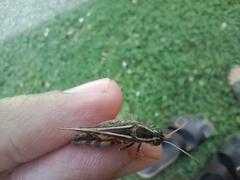 Calliptamus italicus