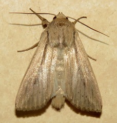 Leucania phragmitidicola