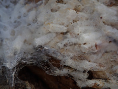Sciophila rufa