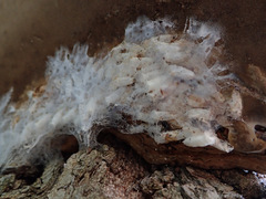 Sciophila rufa