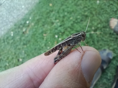 Calliptamus italicus