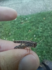 Calliptamus italicus