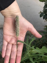 Phleum pratense