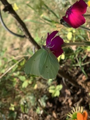 Gonepteryx rhamni