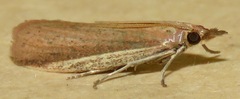 Peoria roseotinctella