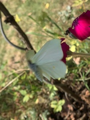 Gonepteryx rhamni