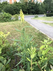 Linaria vulgaris