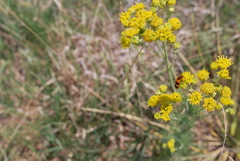 Trichodes bibalteatus